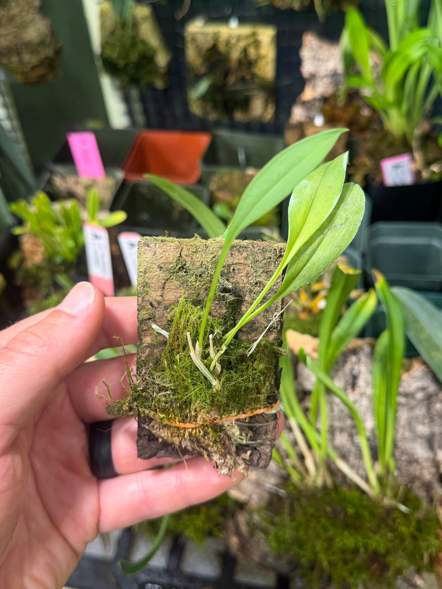 Masdevallia exquisita