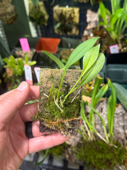 Masdevallia exquisita