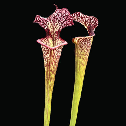 Sarracenia (leucophylla "Purple Lips" x flava var. ornata) x self - Cloud Forest Flora