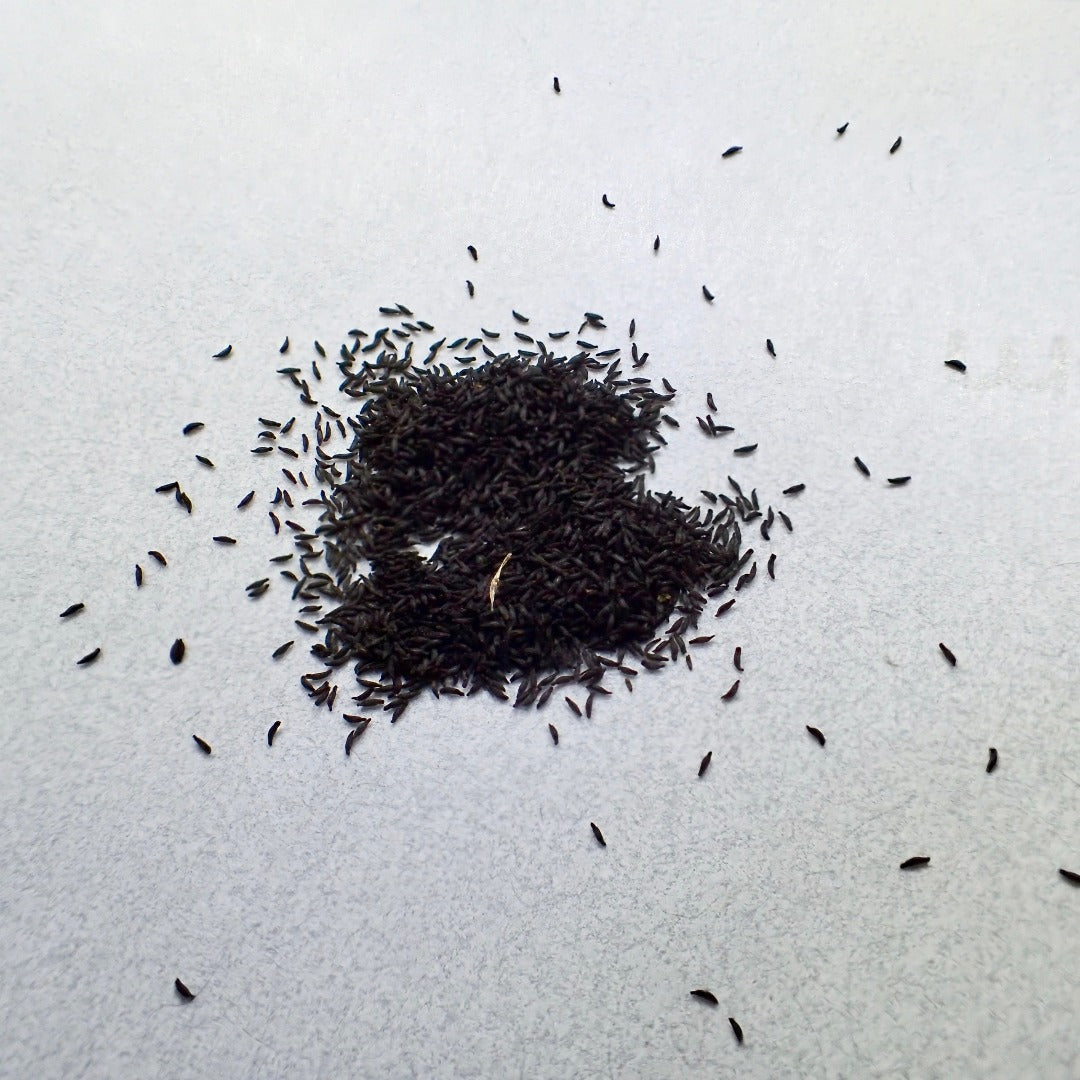 A pile of small black drosera seeds rests upon a white background. 