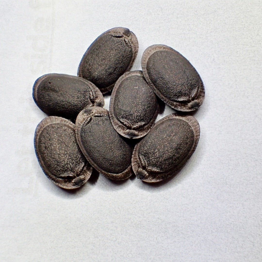 Seven black oval seeds rest upon a white background.