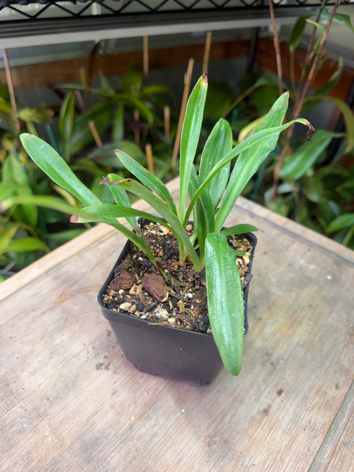 Stenoglottis longifolia - Cloud Forest Flora