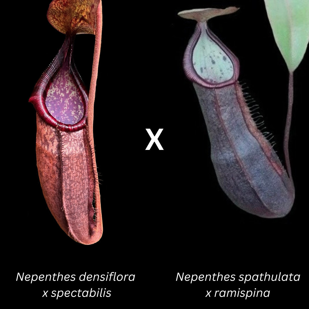 Nepenthes (densiflora x spectabilis) x (spathulata x ramispina BE-3510) seeds