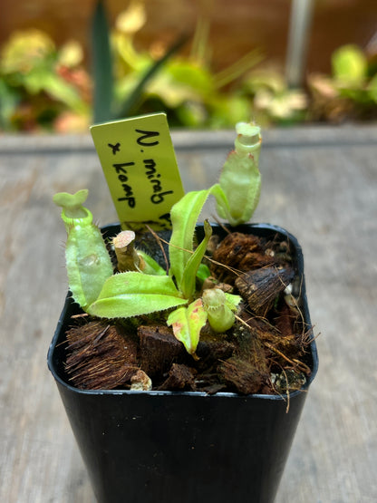Nepenthes mirabilis Pink x kampotiana