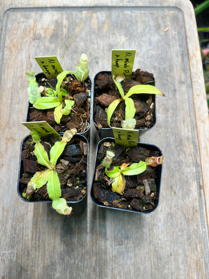 Nepenthes mirabilis Pink x kampotiana