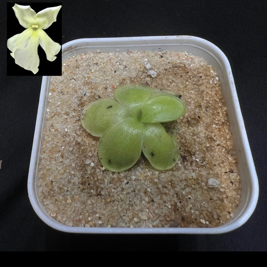 Pinguicula BCP Goldeneye - Cloud Forest Flora