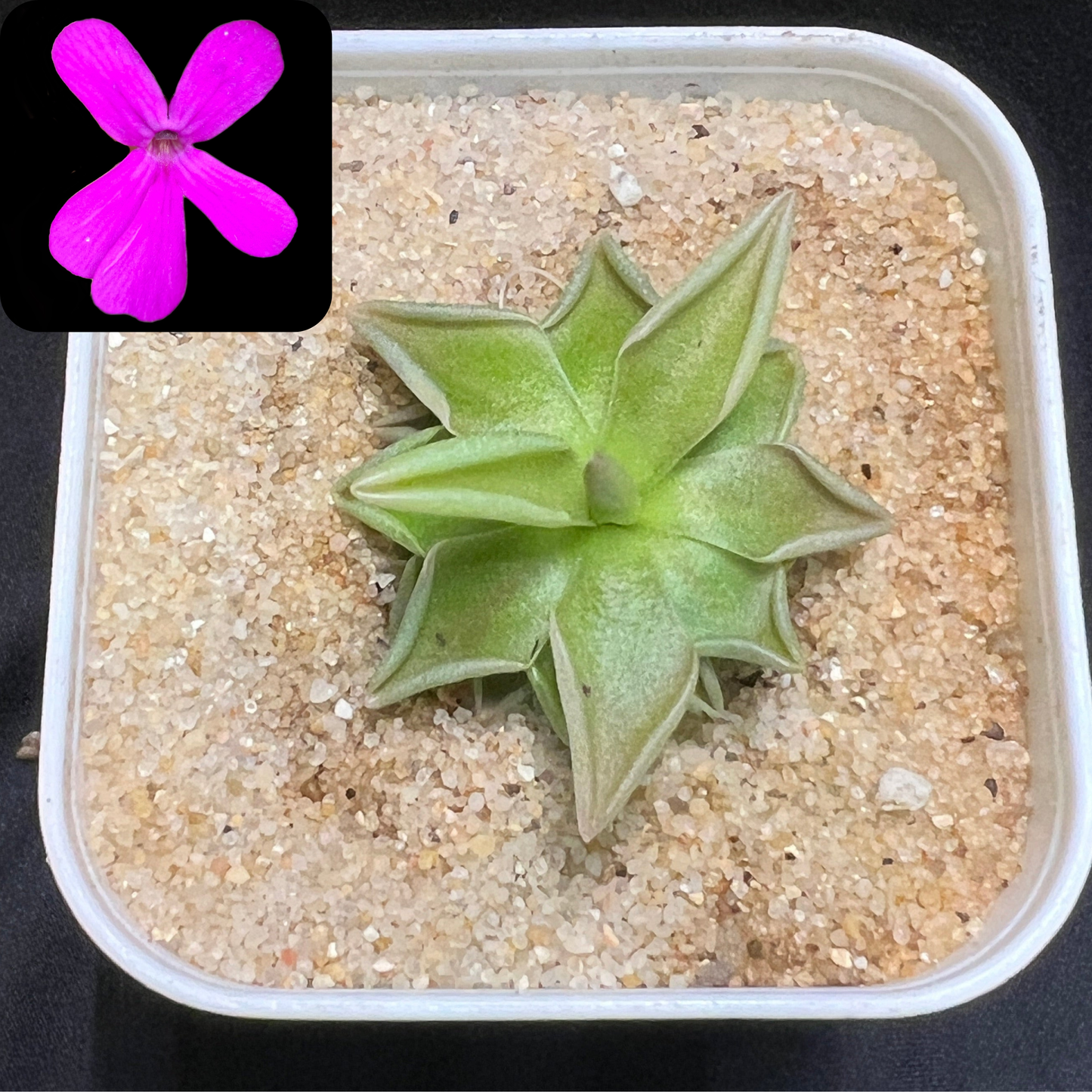 Pinguicula “Estrellita” - Cloud Forest Flora