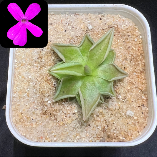 Pinguicula “Estrellita” - Cloud Forest Flora