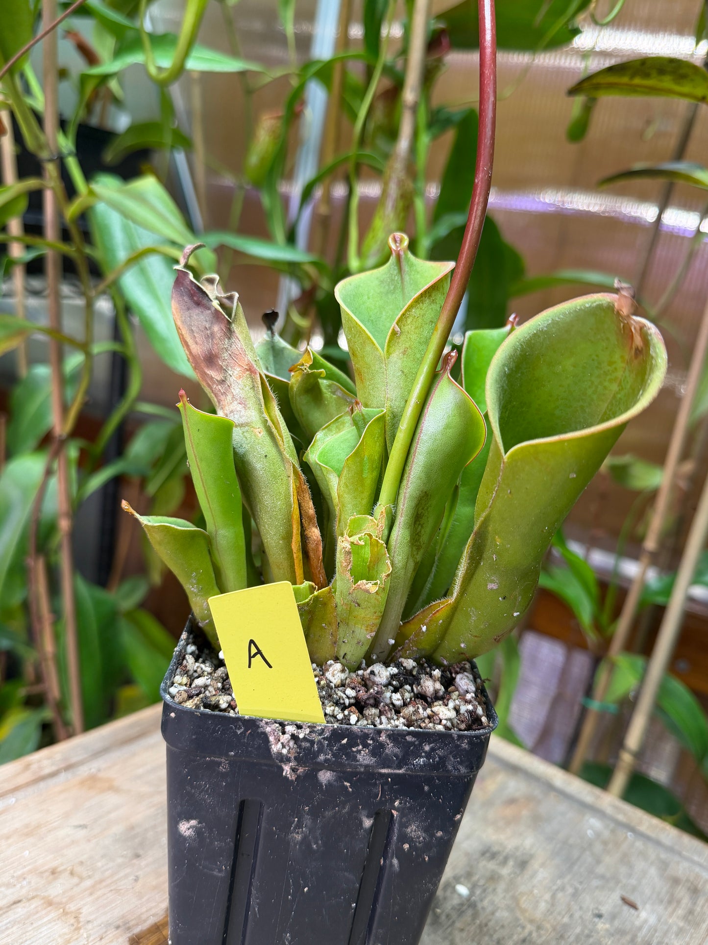 Heliamphora heterodoxa x nutans - Cloud Forest Flora