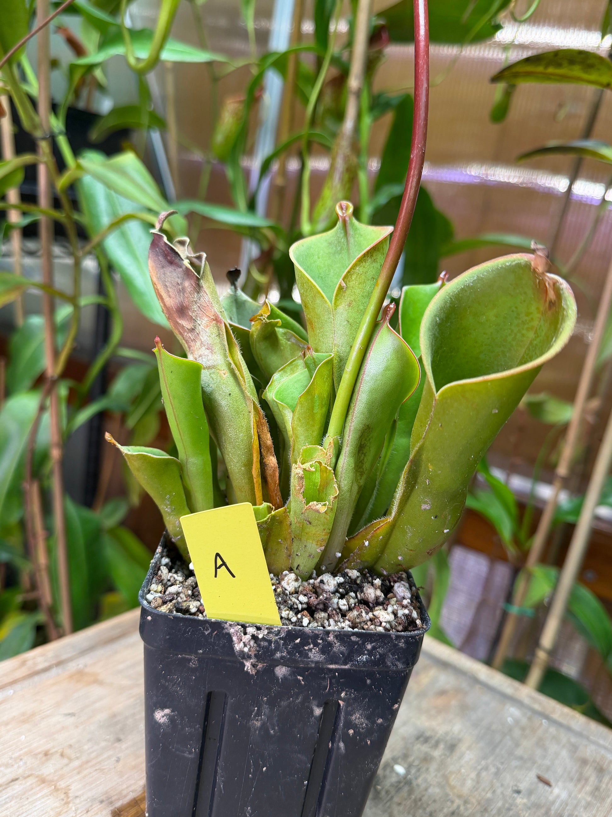 Heliamphora heterodoxa x nutans - Cloud Forest Flora