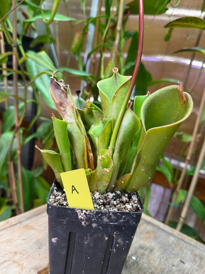 Heliamphora heterodoxa x nutans - Cloud Forest Flora