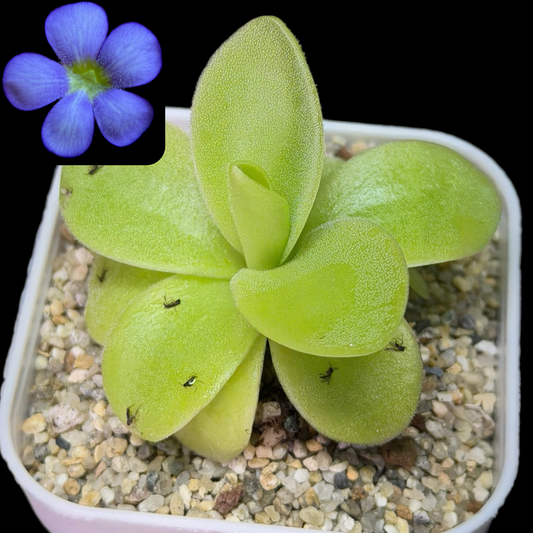 Pinguicula gigantea - Cloud Forest Flora