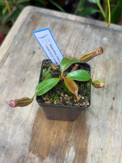 Nepenthes (LVB) x mollis - Cloud Forest Flora