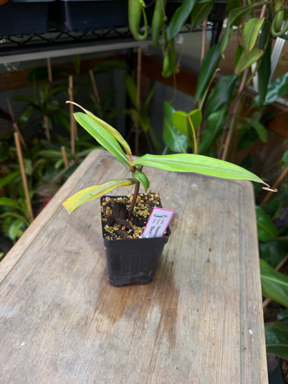 Nepenthes albomarginata Black ♂