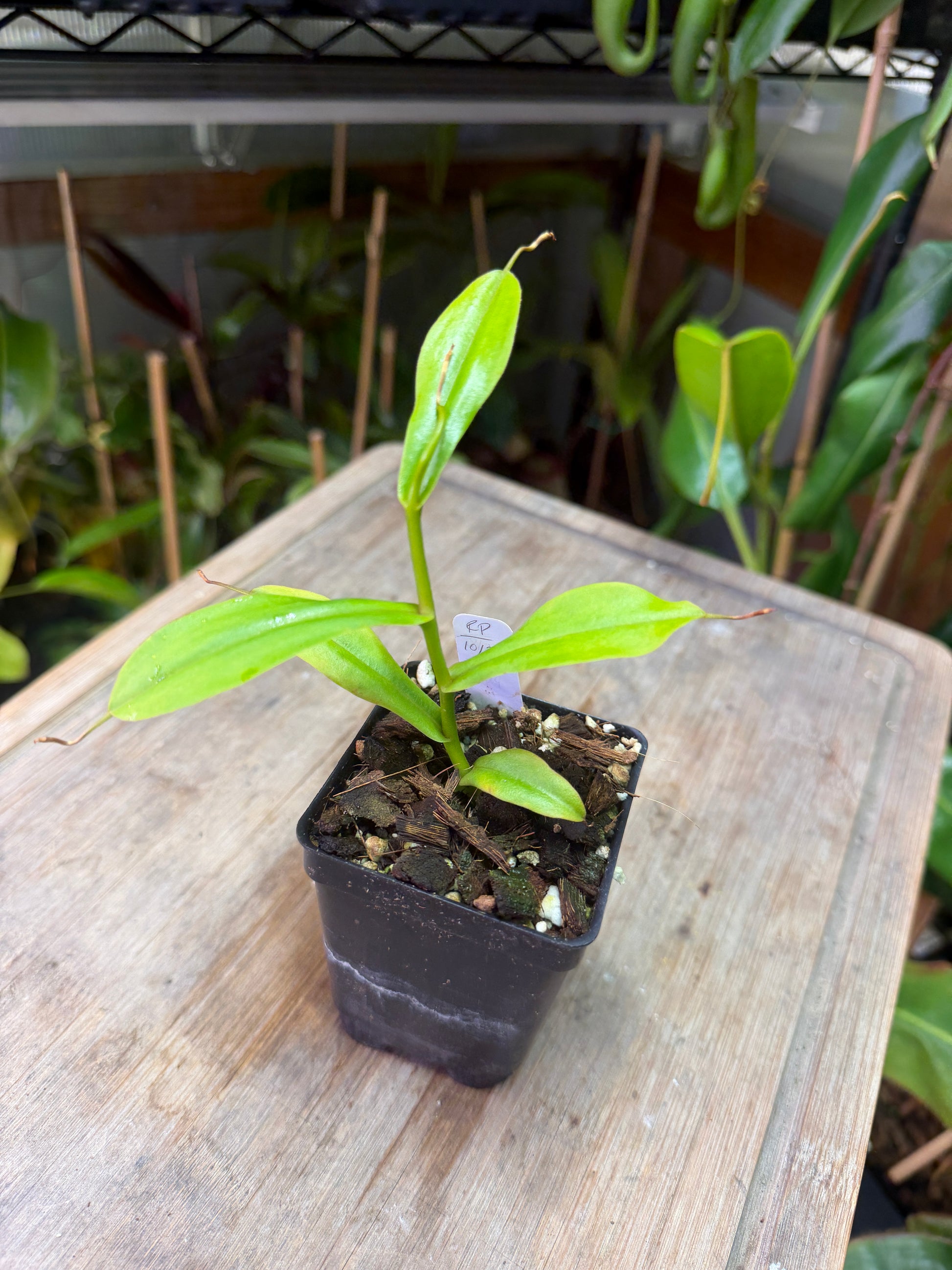 Nepenthes inermis x aristolochioides - Cloud Forest Flora