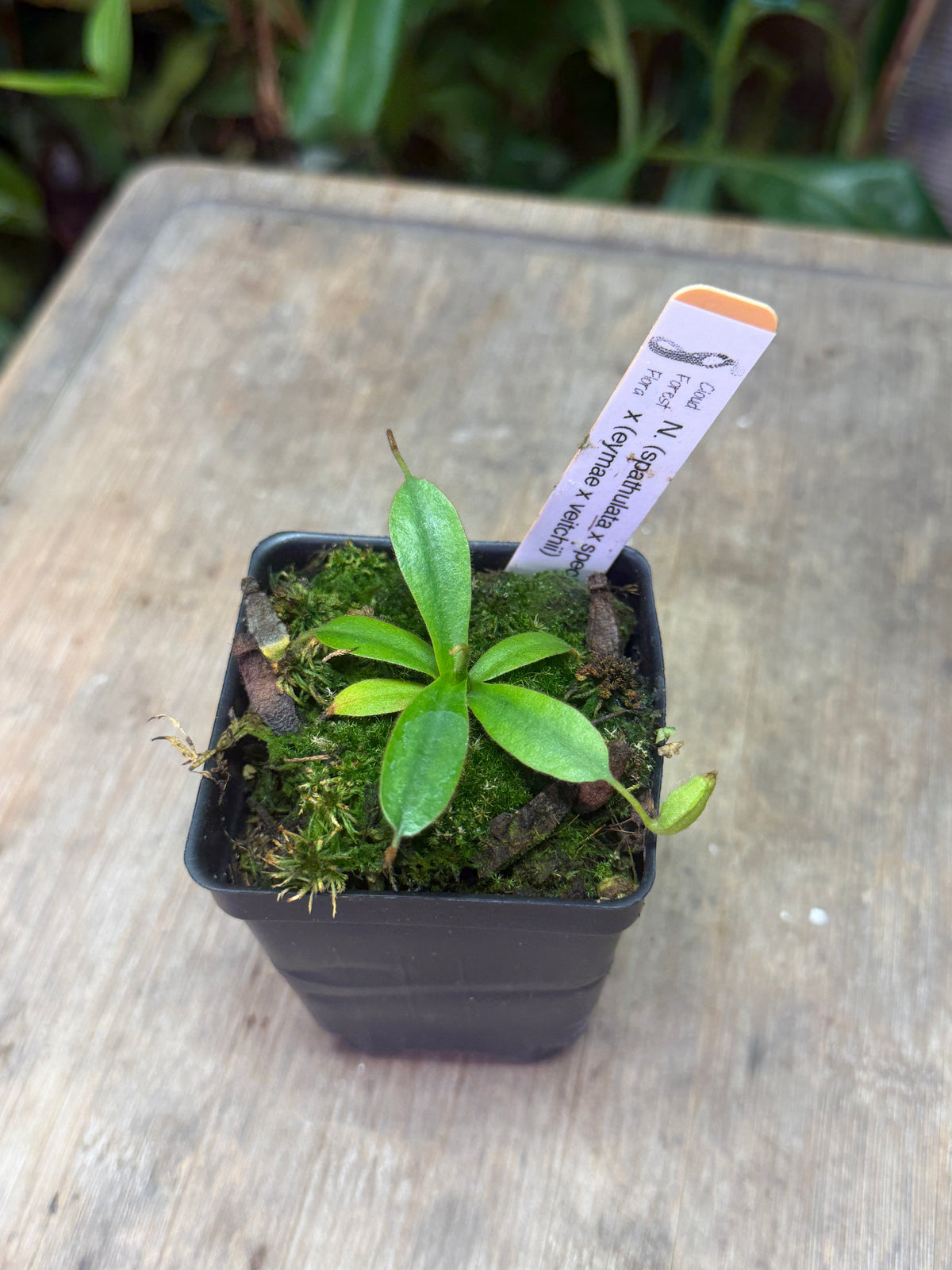 Nepenthes (spathulata x spectabilis) x (eymae x veitchii)