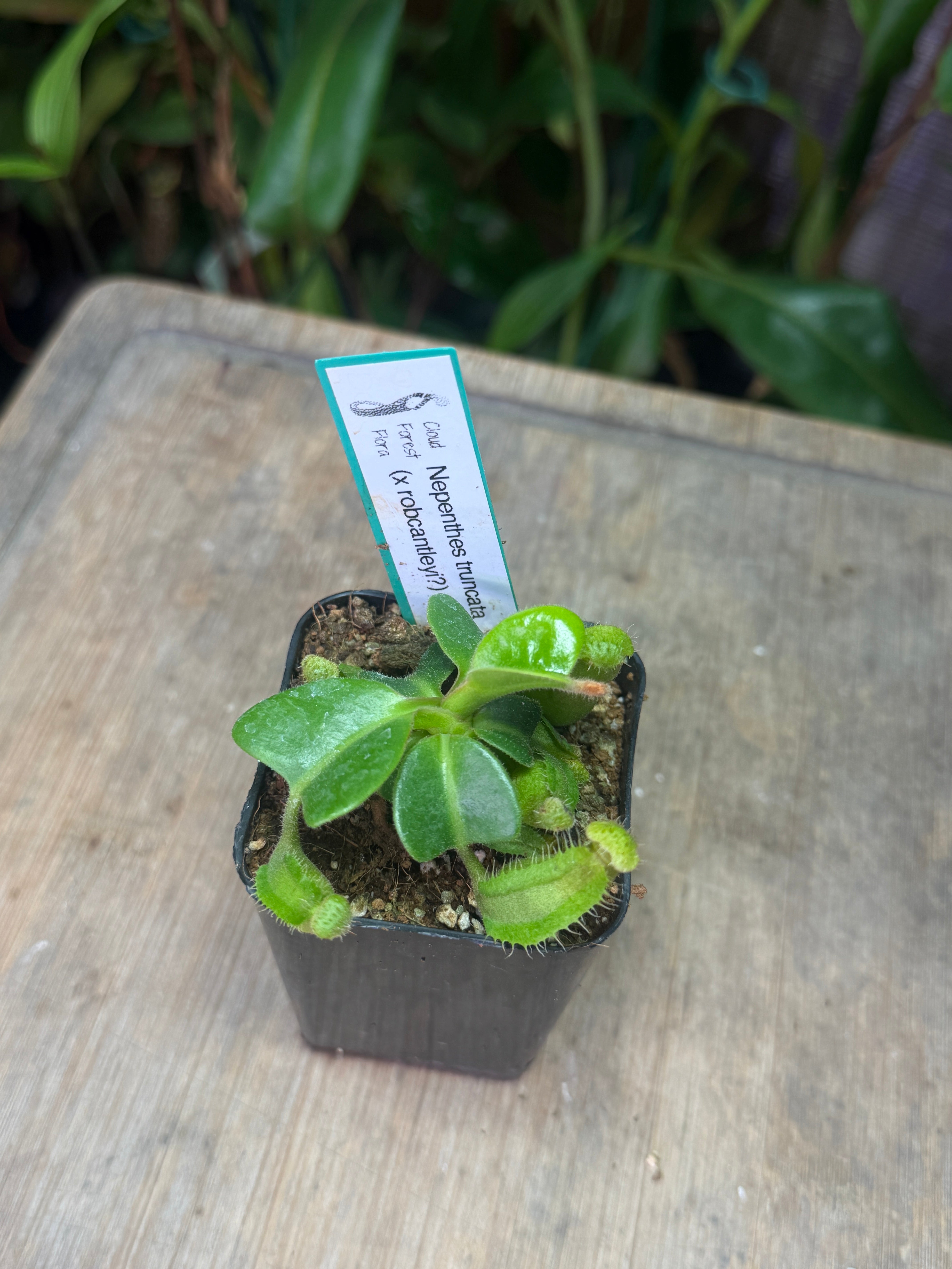 Nepenthes truncata (x robcantleyi?)