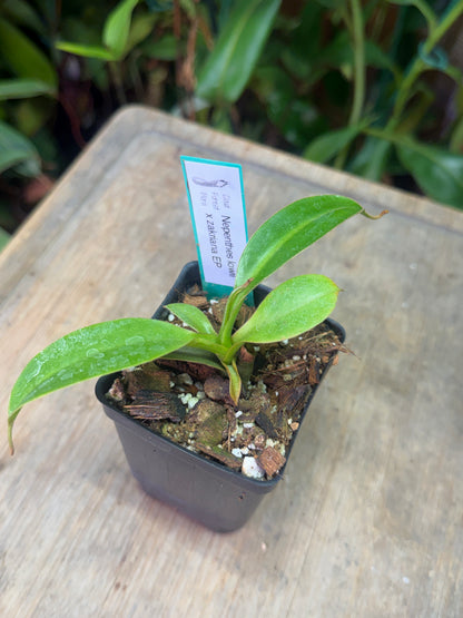 Nepenthes lowii x zakriana