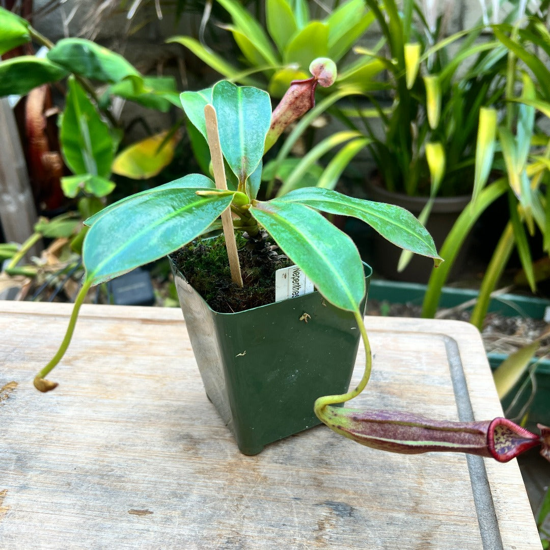 Nepenthes glandulifera x edwardsiana