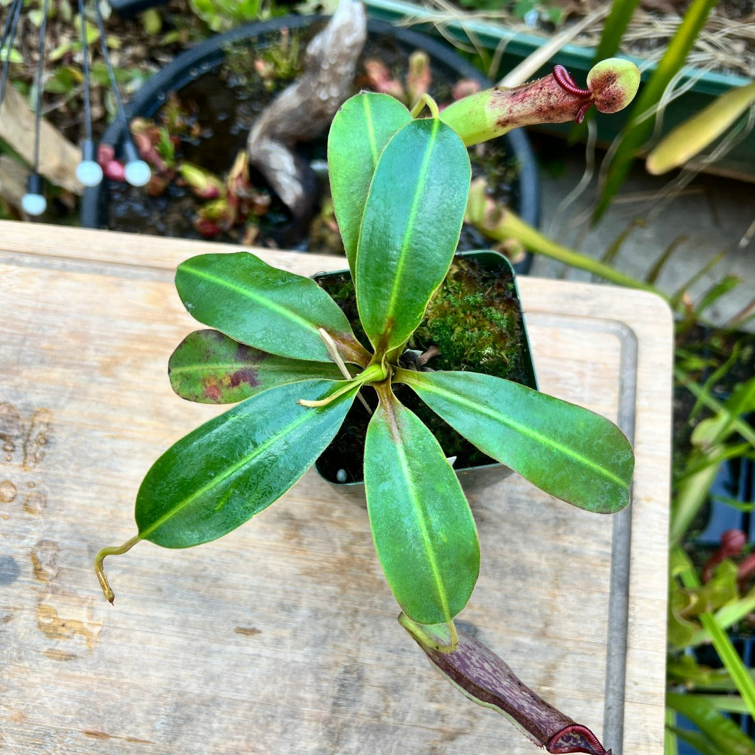 Nepenthes glandulifera x edwardsiana