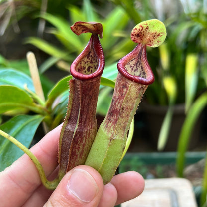 Nepenthes glandulifera x edwardsiana