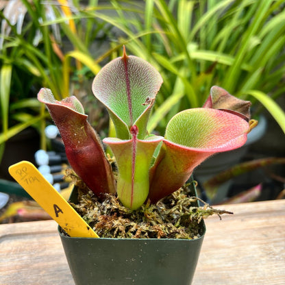 Heliamphora minor var. pilosa Auyan Tepui