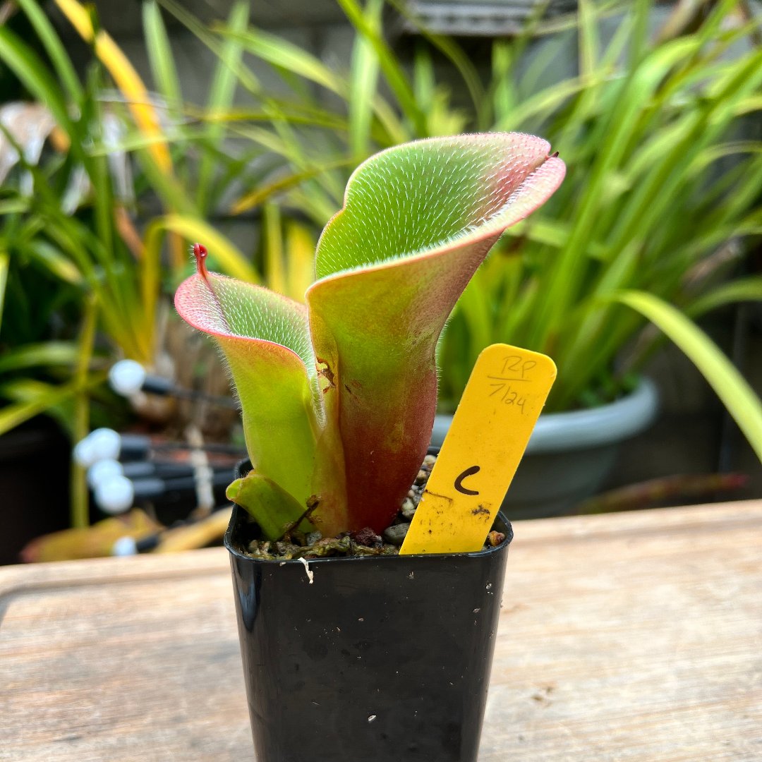 Heliamphora minor var. pilosa Auyan Tepui