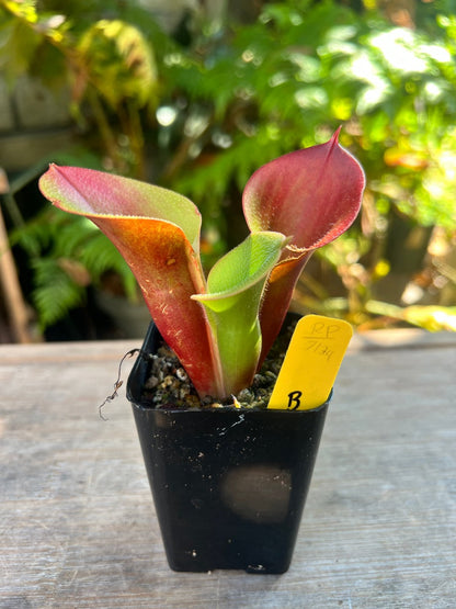 Heliamphora minor var. pilosa Auyan Tepui