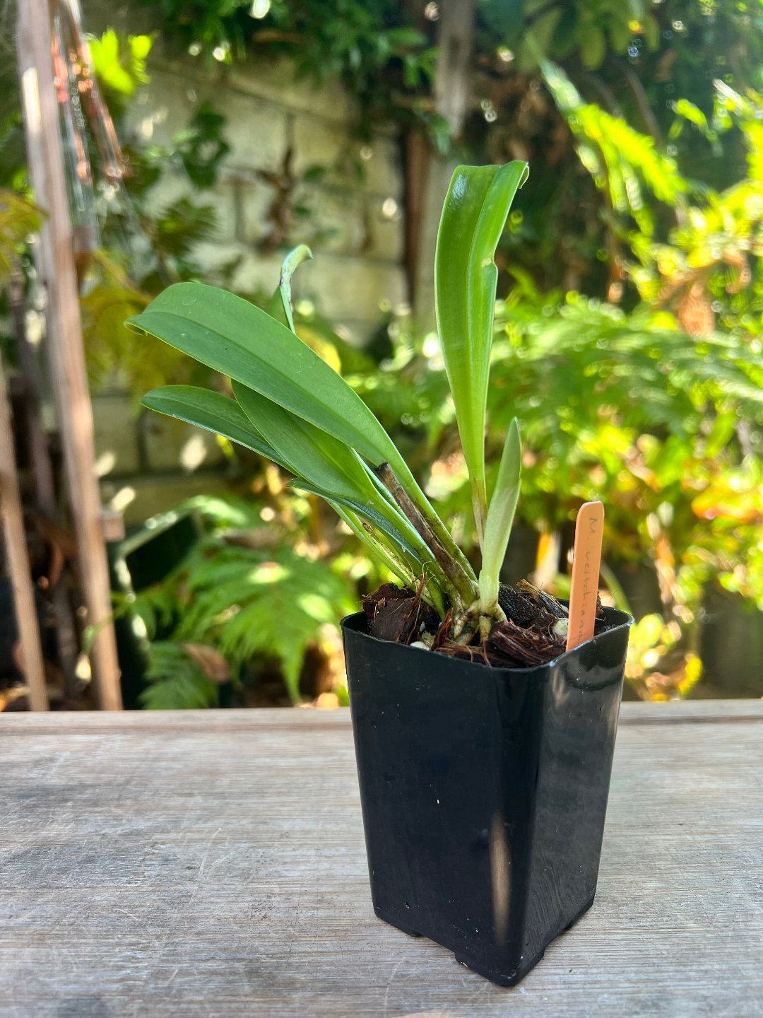 Masdevallia veitchiana