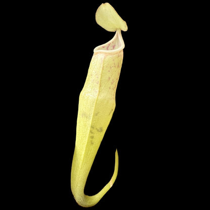 Nepenthes alba Gng. Tahan BCP-N184-50