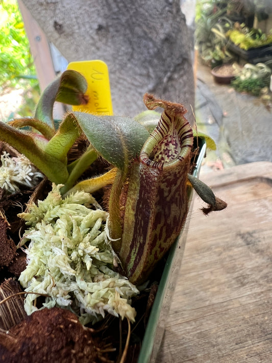 Nepenthes mollis Gng. Murud BCP-N394-01