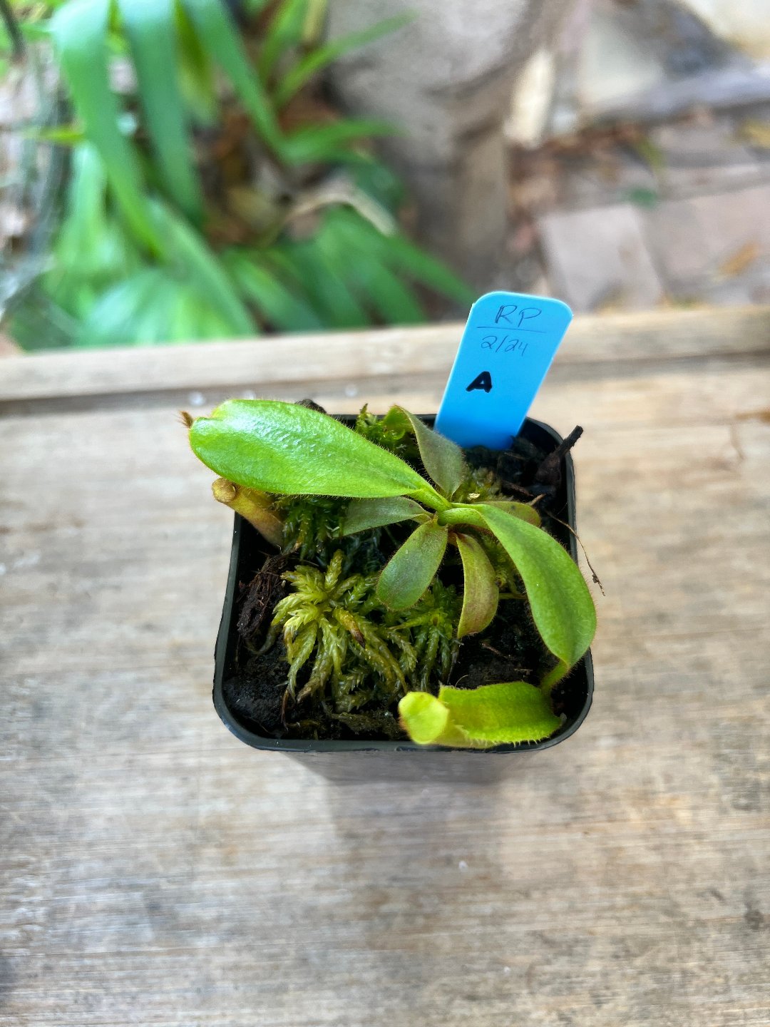 Nepenthes veitchii Gng. Mulu ISC