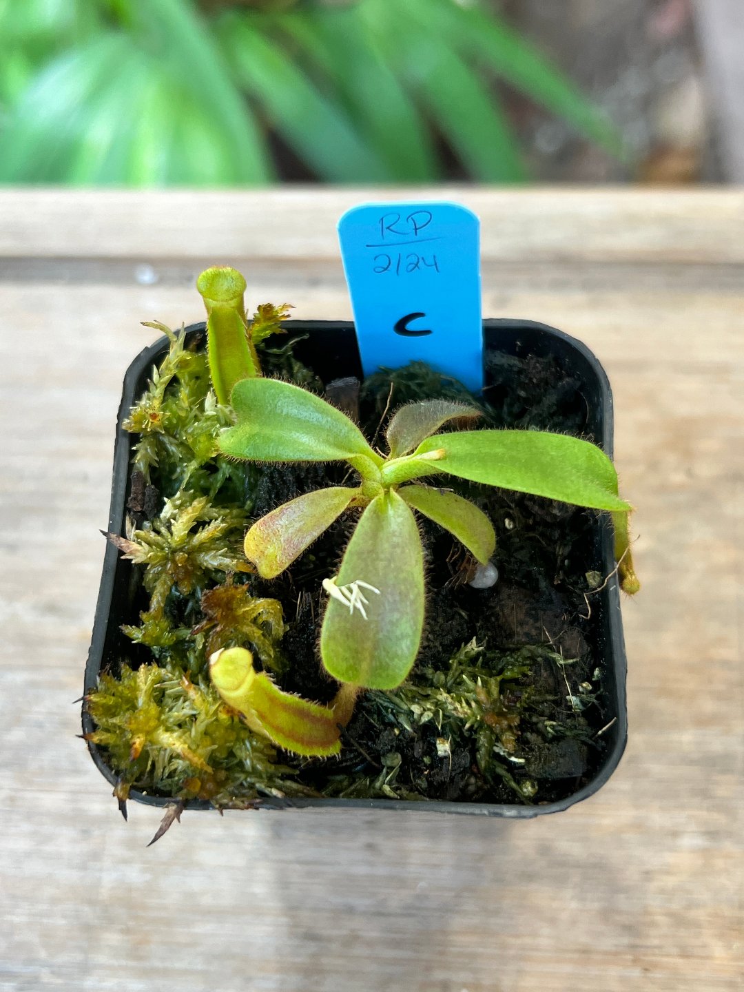 Nepenthes veitchii Gng. Mulu ISC