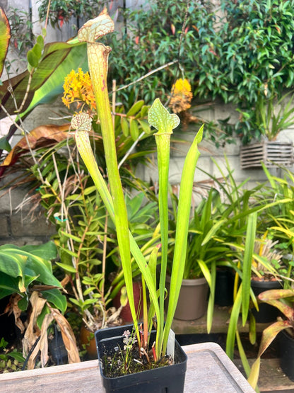 Sarracenia “Wilkerson’s White Knight” x ‘Adrian Slack’