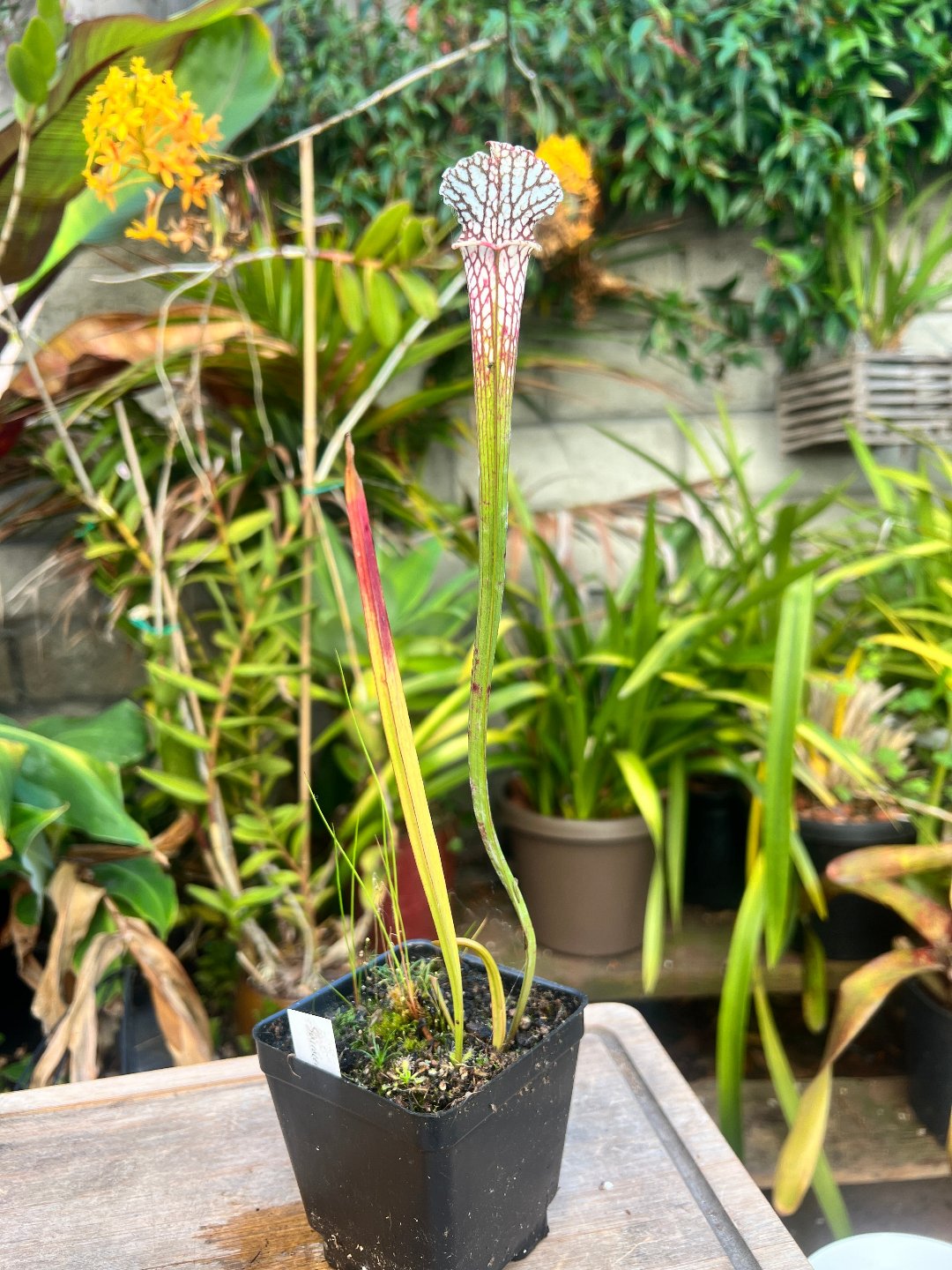 Sarracenia leucophylla