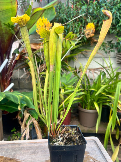 Sarracenia alata