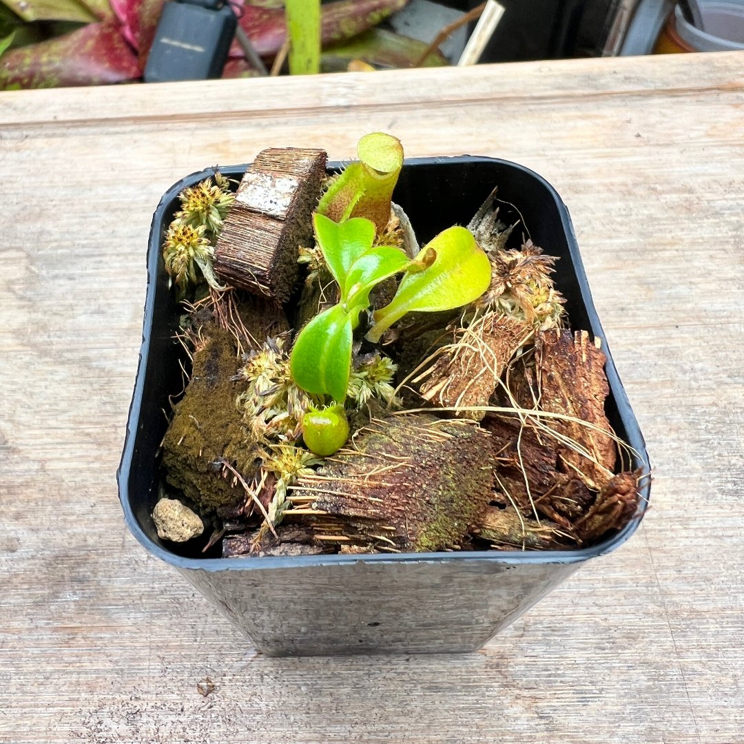 Nepenthes macrophylla Gng. Trusmadi BCP