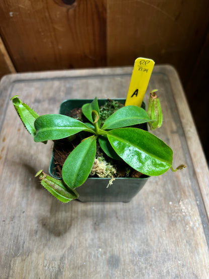 Nepenthes veitchii x maxima