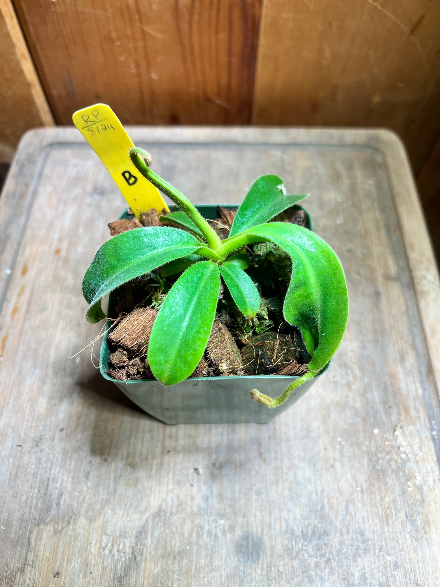 Nepenthes veitchii x maxima