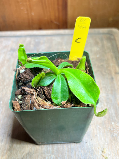 Nepenthes veitchii x maxima