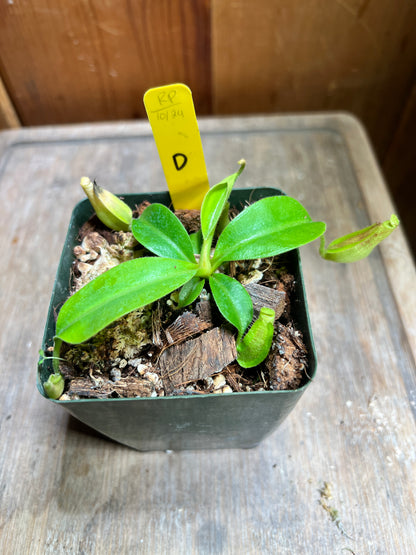 Nepenthes veitchii x maxima