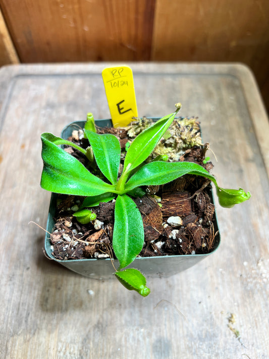 Nepenthes veitchii x maxima