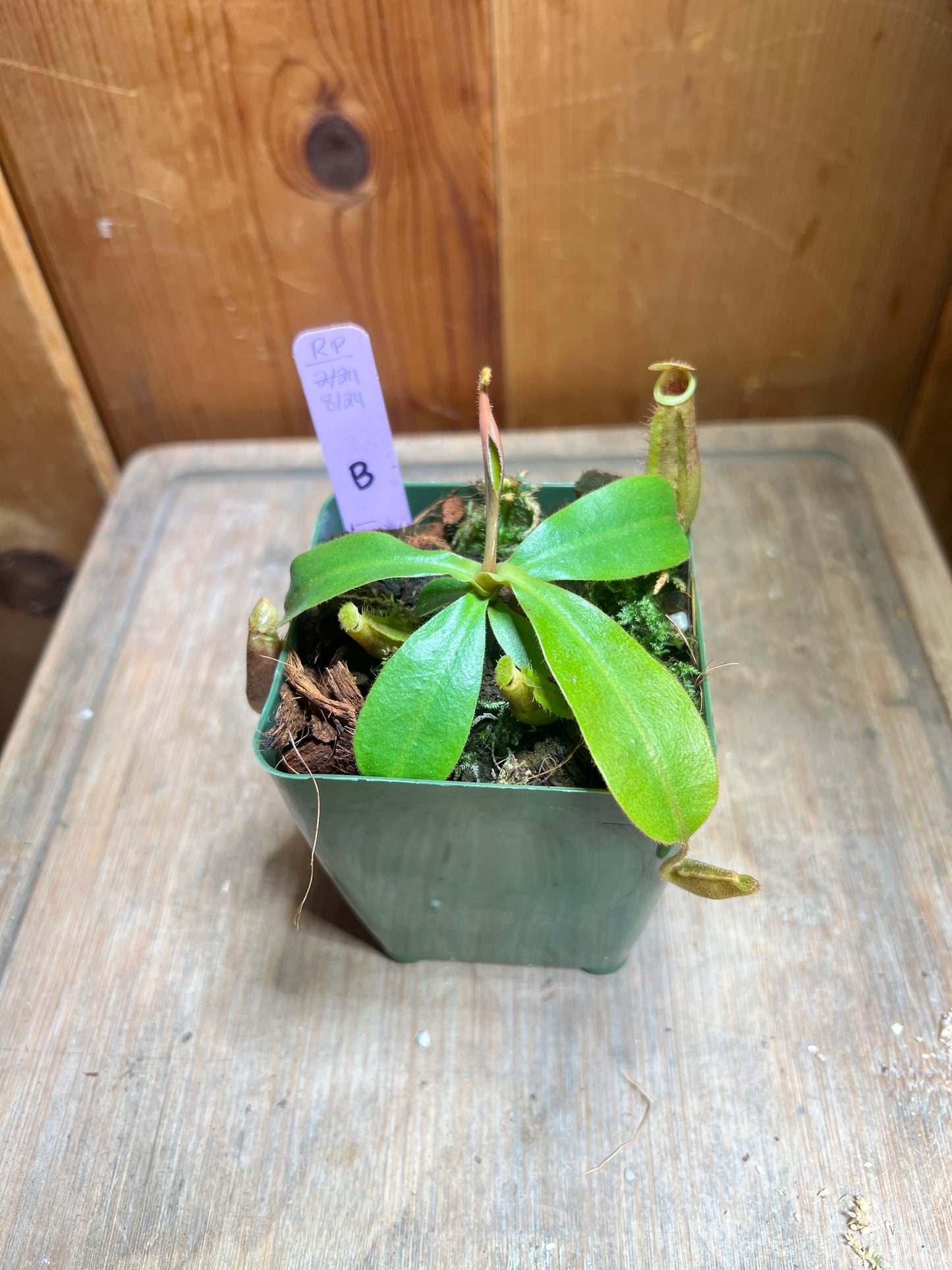 Nepenthes suratensis x veitchii KC-211