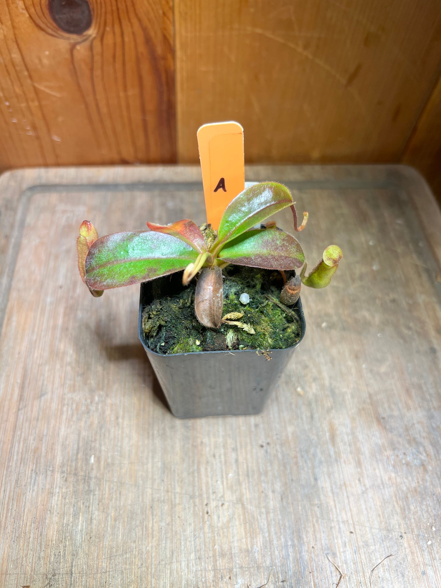 Nepenthes glandulifera x leonardoi