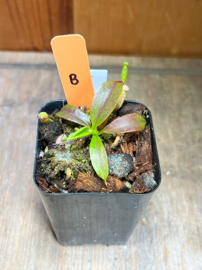 Nepenthes glandulifera x leonardoi