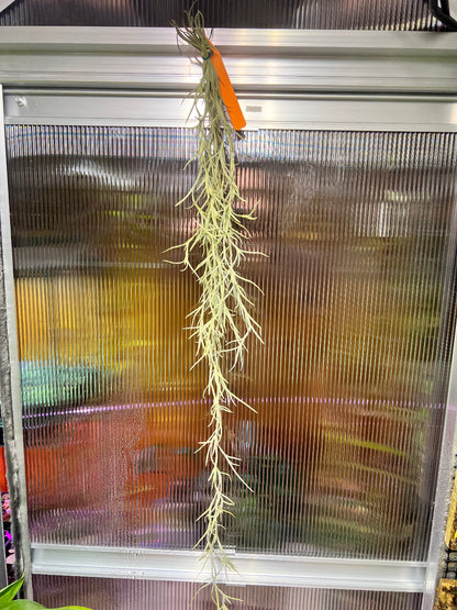 Tillandsia usneoides 'El Gordito' - Cloud Forest Flora