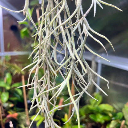 Tillandsia usneoides 'El Gordito' - Cloud Forest Flora