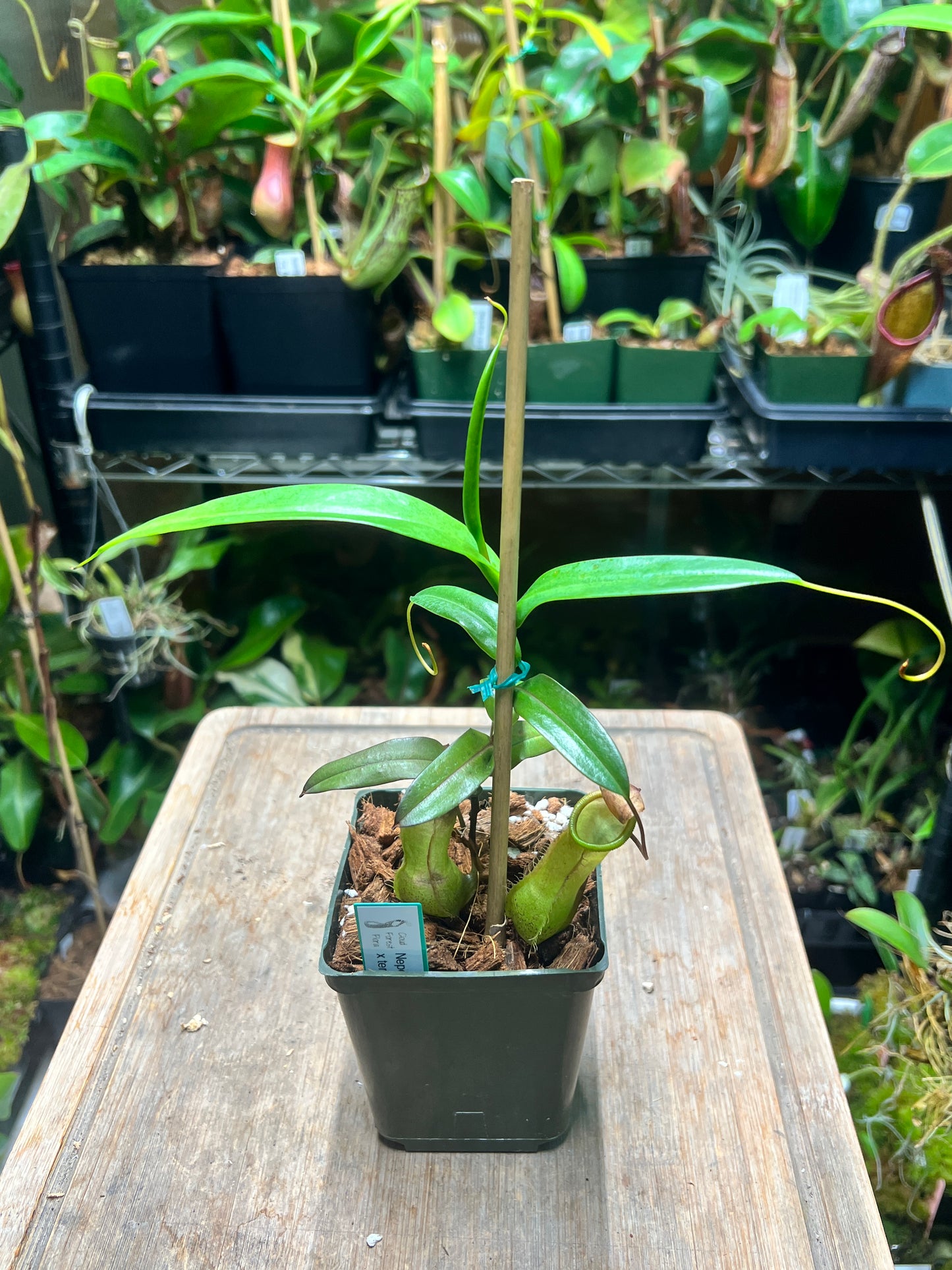 Nepenthes ventricosa (f) x tentaculata