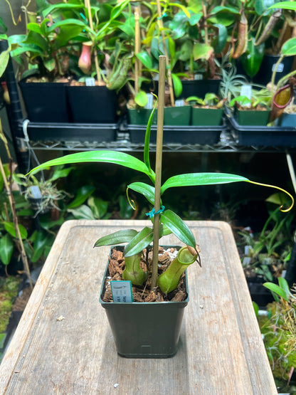 Nepenthes ventricosa (f) x tentaculata