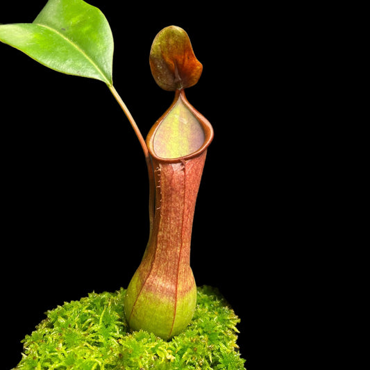 Nepenthes graciliflora AW-GRP01